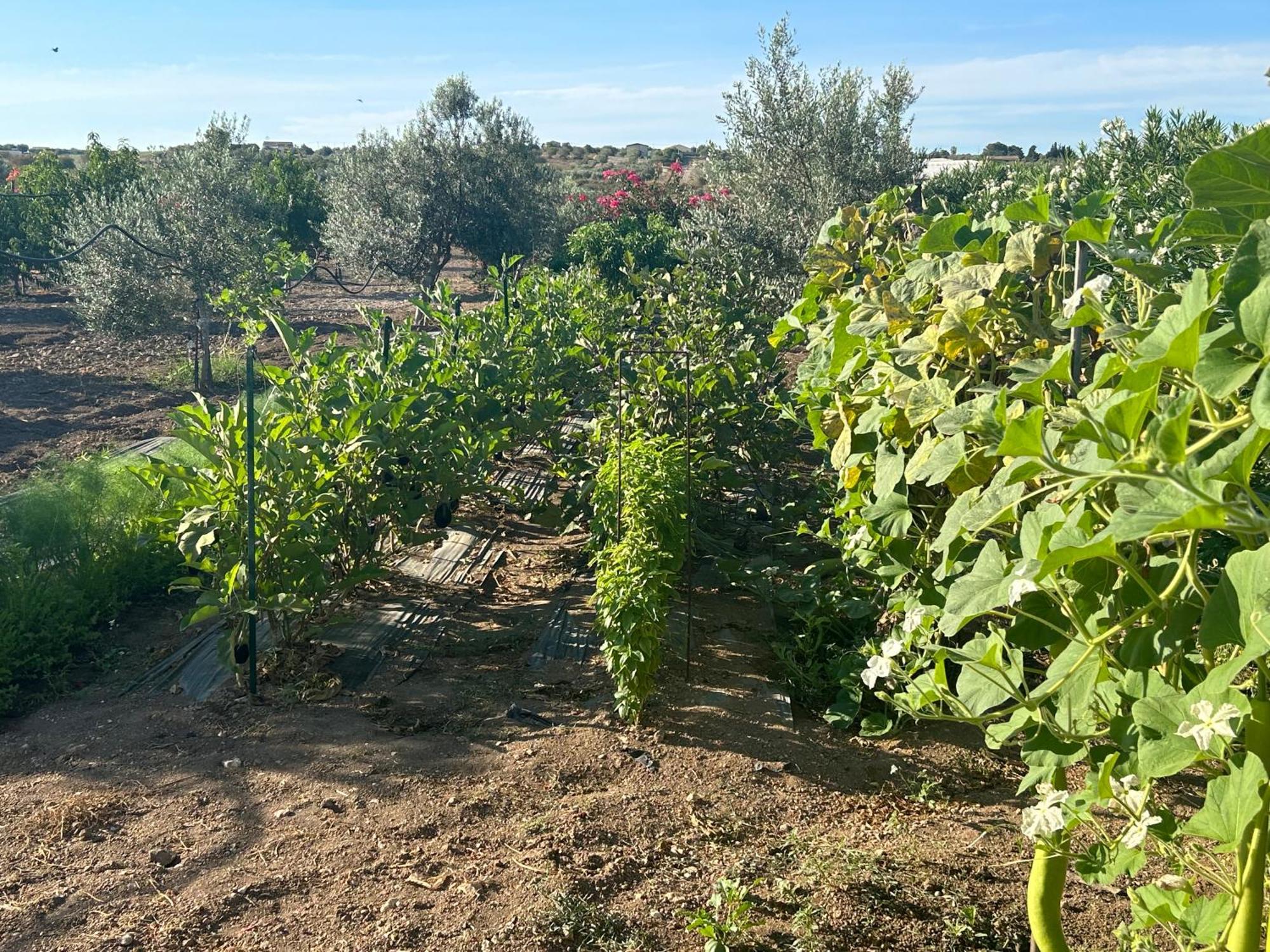 Baglio Il Gelso E L'ulivo Il Carrubo Apartment
