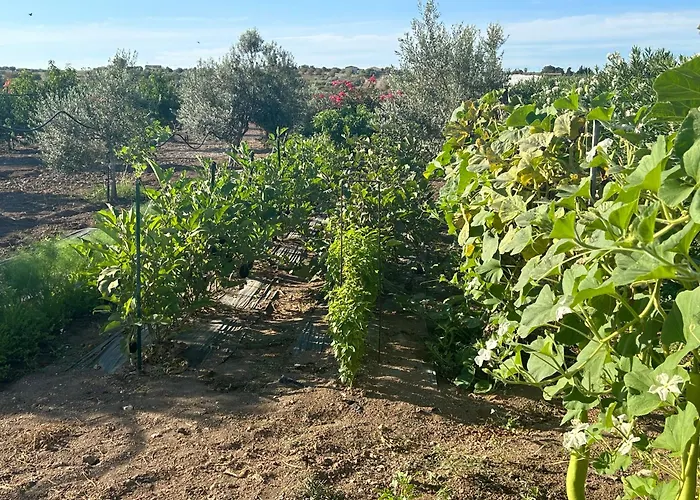 Baglio Il Gelso E L\'Ulivo Appartamento Il Carrubo